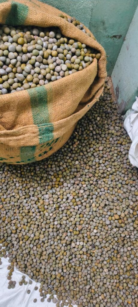 Fever Nut Seeds herbal raw material