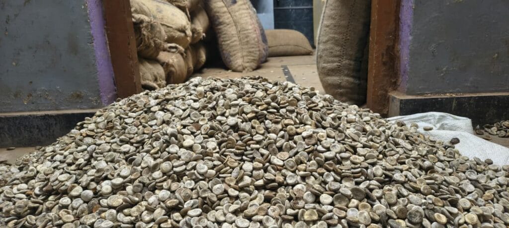 Nux Vomica Seeds herbal raw material