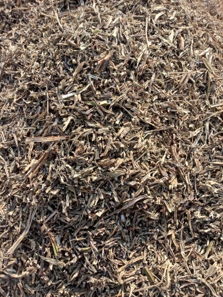 Hadjod Stem dried herbal raw material