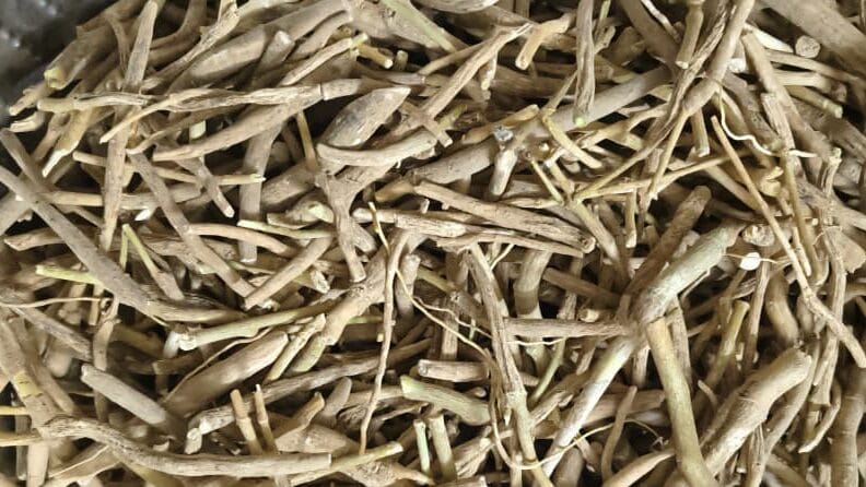 Ashwagandha root dried herbal raw material Withania somnifera