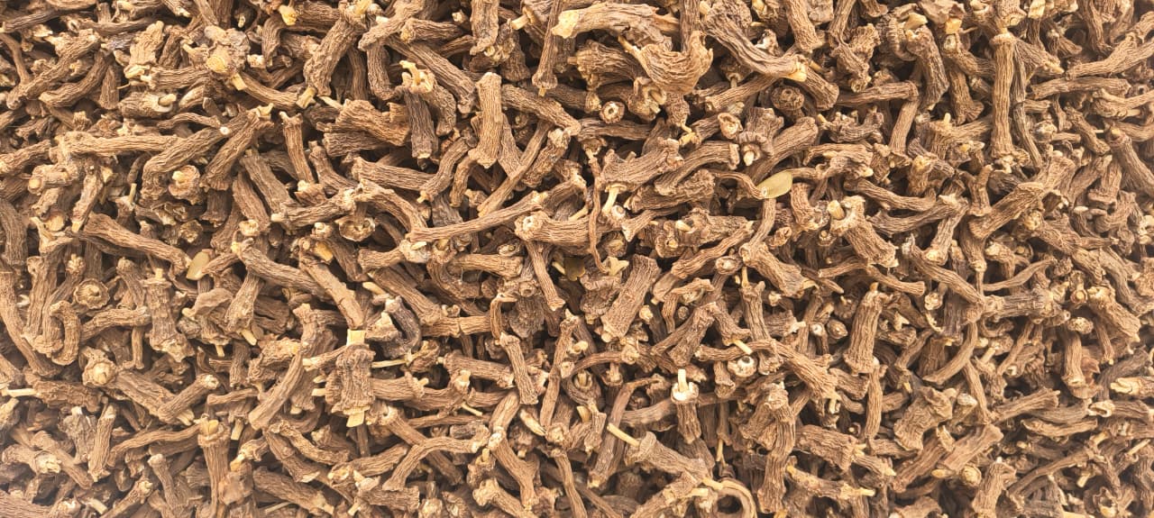 Nannari root dried herbal raw material